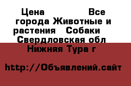 French Bulldog Male › Цена ­ 150 000 - Все города Животные и растения » Собаки   . Свердловская обл.,Нижняя Тура г.